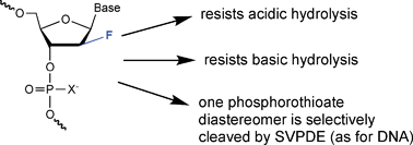 Graphical abstract: Studies on the hydrolytic stability of 2′-fluoroarabinonucleic acid (2′F-ANA)