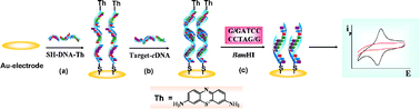 Graphical abstract: Electrochemical detection of hepatitis C virus based on site-specific DNA cleavage of BamHI endonuclease