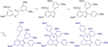 Graphical abstract: A versatile approach to oligostilbenoid natural products – synthesis of permethylated analogues of viniferifuran, malibatol A, and shoreaphenol