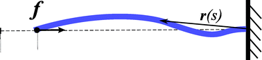 Graphical abstract: Buckling of semiflexible filaments under compression