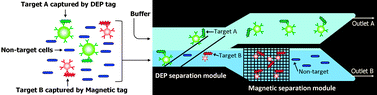 Graphical abstract: Simultaneous sorting of multiple bacterial targets using integrated Dielectrophoretic–Magnetic Activated Cell Sorter
