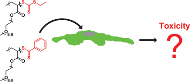 Graphical abstract: Differences in cytotoxicity of poly(PEGA)s synthesized by reversible addition–fragmentation chain transfer polymerization