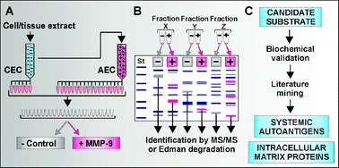Graphical abstract: Multidimensional degradomics identifies systemic autoantigens and intracellular matrix proteins as novel gelatinase B/MMP-9 substrates