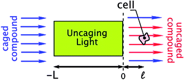Graphical abstract: Rapid switching of chemical signals in microfluidic devices