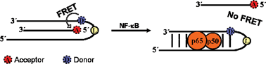 Graphical abstract: A new assay format for NF-κB based on a DNA triple helix and a fluorescence resonance energy transfer