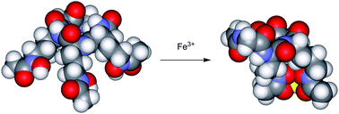 Graphical abstract: Chemistry and biology of siderophores