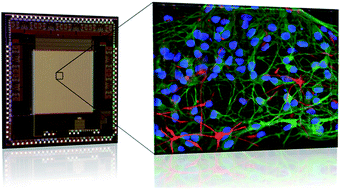 Graphical abstract: Active pixel sensor array for high spatio-temporal resolution electrophysiological recordings from single cell to large scale neuronal networks