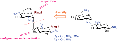 Graphical abstract: Synthesis of neamine-derived pseudodisaccharides by stereo- and regio-selective functional group transformations
