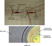 Graphical abstract: Co-culture of epithelial cells and bacteria for investigating host–pathogen interactions