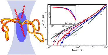 Graphical abstract: Dynamics of a fluorophore attached to superhelical DNA: FCS experiments simulated by Brownian dynamics