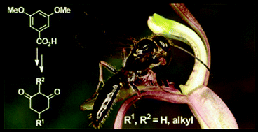 Graphical abstract: Synthesis of chiloglottones – semiochemicals from sexually deceptive orchids and their pollinators