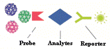 Graphical abstract: Multiplex tumor marker detection with new chemiluminescent immunoassay based on silica colloidal crystal beads