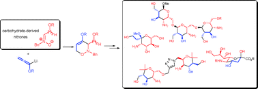 Graphical abstract: Amino sugars and their mimetics via 1,2-oxazines