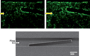 Graphical abstract: Spatially resolved shear distribution in microfluidic chip for studying force transduction mechanisms in cells