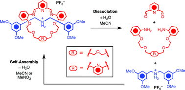Graphical abstract: The stability of imine-containing dynamic [2]rotaxanes to hydrolysis