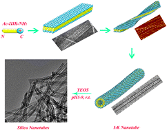 Graphical abstract: Molecular self-assembly and applications of designer peptide amphiphiles