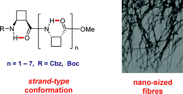 Graphical abstract: Folding and self-assembling with β-oligomers based on (1R,2S)-2-aminocyclobutane-1-carboxylic acid