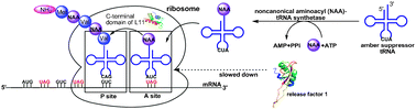 Graphical abstract: A convenient method for genetic incorporation of multiple noncanonical amino acids into one protein in Escherichia coli