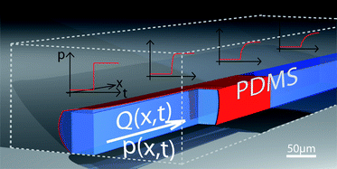 Graphical abstract: Diffusive spreading of time-dependent pressures in elastic microfluidic devices