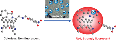 Graphical abstract: A novel strategy to selectively detect Fe(iii) in aqueous media driven by hydrolysis of a rhodamine 6G Schiff base