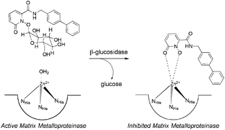 Graphical abstract: Enzymatic activation of a matrix metalloproteinase inhibitor