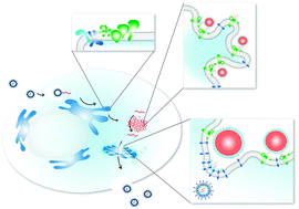 Graphical abstract: Host–virus interactions during hepatitis C virus infection: a complex and dynamic molecular biosystem