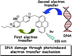Graphical abstract: Photoinduced DNA damage efficiency and cytotoxicity of novel viologen linked pyrene conjugates