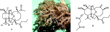 Graphical abstract: Anti-inflammatory eunicellin-based diterpenoids from the cultured soft coral Klyxum simplex