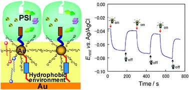 Graphical abstract: A photosensing system composed of photosystem I, molecular wire, gold nanoparticle, and double surfactants in water