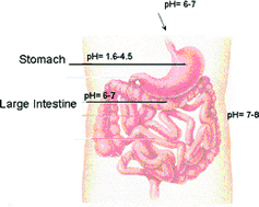 Graphical abstract: Development & validation of an in vitro dissolution method with HPLC analysis for misoprostol in formulated dosage form