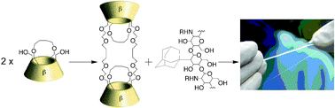 Graphical abstract: Duplex of capped-cyclodextrins, synthesis and cross-linking behaviour with a biopolymer