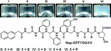 Graphical abstract: Supramolecular hydrogels inspired by collagen for tissue engineering