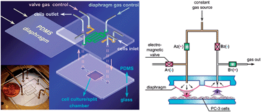 Graphical abstract: A microfluidic device for continuous cancer cell culture and passage with hydrodynamic forces