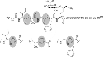 Graphical abstract: Oxazole-modified glycopeptides that target arthritis-associated class II MHC Aq and DR4 proteins