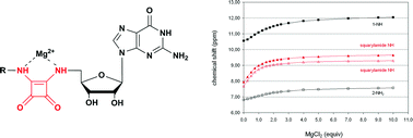 Graphical abstract: Rationally designed squaryldiamides – a novel class of sugar-nucleotide mimics?