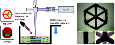 Graphical abstract: Three-dimensional photopatterning of hydrogels using stereolithography for long-term cell encapsulation