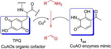 Graphical abstract: A small molecule that mimics the metabolic activity of copper-containing amine oxidases (CuAOs) toward physiological mono- and polyamines