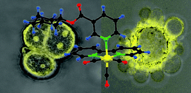 Graphical abstract: Uptake and localisation of rhenium fac-tricarbonyl polypyridyls in fluorescent cell imaging experiments
