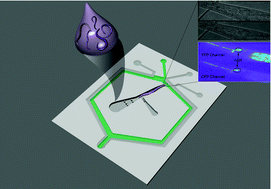 Graphical abstract: An automated microfluidic platform for calcium imaging of chemosensory neurons in Caenorhabditis elegans