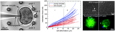 Graphical abstract: In situ mechanical characterization of mouse oocytes using a cell holding device