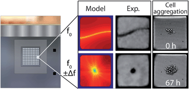 Graphical abstract: Ultrasound-controlled cell aggregation in a multi-well chip