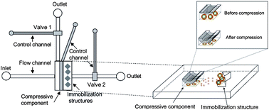 Graphical abstract: Real-time monitoring of suspension cell–cell communication using an integrated microfluidics