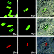 Graphical abstract: Non-radioactive labelling of calcium oxalate crystals for investigations of crystal-cell interactions and internalization