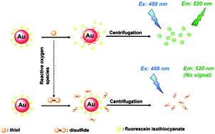 Graphical abstract: Fluorescein isothiocyanate-capped gold nanoparticles for fluorescent detection of reactive oxygen species based on thiol oxidation and their application for sensing glucose in serum