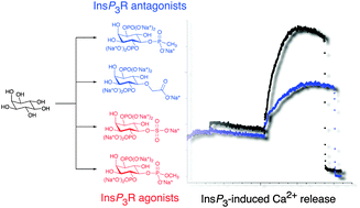 Graphical abstract: Development of inositol-based antagonists for the d-myo-inositol 1,4,5-trisphosphate receptor