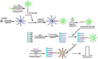 Graphical abstract: Photoelectrochemical biosensor for detection of adenosine triphosphate in the extracts of cancer cells