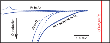 Graphical abstract: Mechanistic studies of the ‘blue’ Cu enzyme, bilirubin oxidase, as a highly efficient electrocatalyst for the oxygen reduction reaction