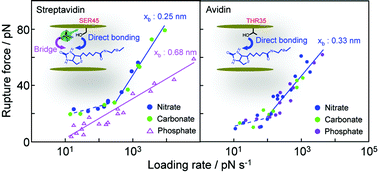 Graphical abstract: Hidden variety of biotin–streptavidin/avidin local interactions revealed by site-selective dynamic force spectroscopy