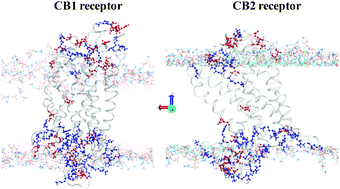 Graphical abstract: Dissimilar interaction of CB1/CB2 with lipid bilayers as revealed by molecular dynamics simulation