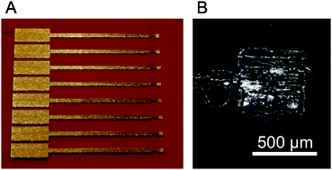 Graphical abstract: Inkjet-printed gold nanoparticle electrochemical arrays on plastic. Application to immunodetection of a cancer biomarker protein